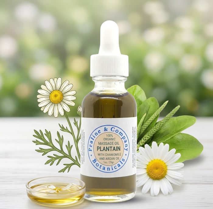 Plantain Massage Oil for Relaxation